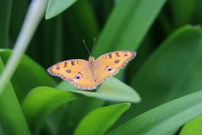 charming Butterfly Nature Insect