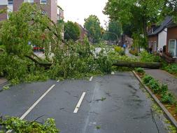 Storm Tree road