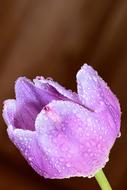 Beautiful purple artistic flower in water drops at blurred background