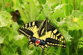 black and yellow butterfly on a green plant in a summer garden