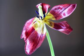 faded tulip