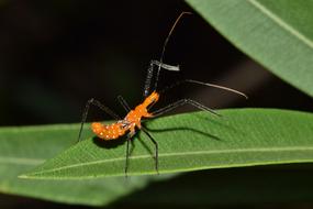 wonderful Assassin Bug Nymph