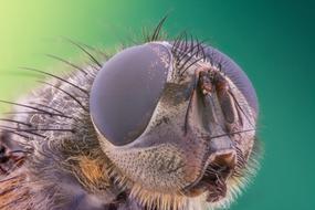 wonderful Macro Insect Bug