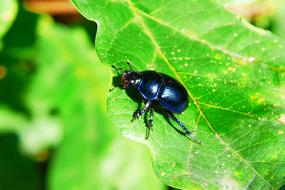 Forest Beetle Insect on leaf