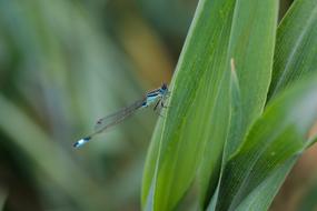 blue dragonfly on a green leaf on a blurred background