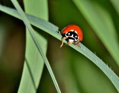 Lady Beetle and green leaf