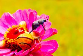 Forest Beetle Insect pink flpwers