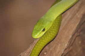 Snake Reptile green