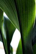plant with long green leaves close up on blurred background