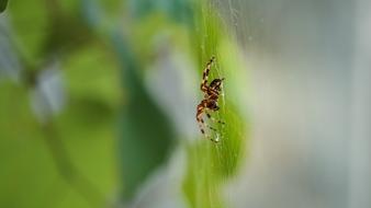 Leaves and spider