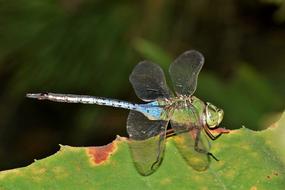 charming Dragonfly Insect