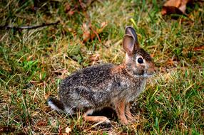 gray hare on green grass in the wild