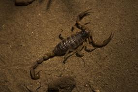 Insects Desert