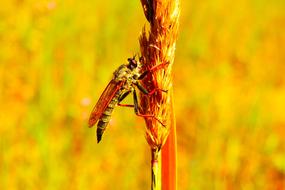 carnivores insect