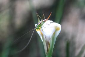 grasshopper on a white spring flower
