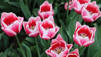 ravishing Tulip Nature Plant