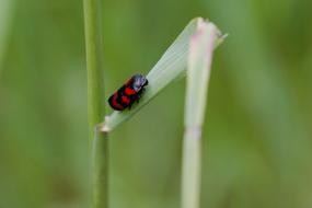 black and red beetle on a leaf of grass on a blurred background