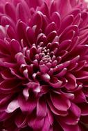 Closeup photo of pink Chrysanthemum flowers