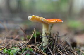 Toadstool Mushroom orange