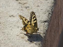 ravishing Butterfly Insect