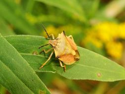 yellow bug on a green leaf of a plant