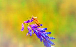 Borczyniec Fruit Insect