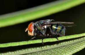 house fly on a blade of grass close-up on a blurred background