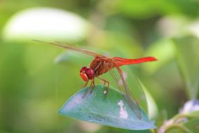 red Dragonfly Insect Animal