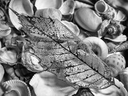 Monochrome Black And White
