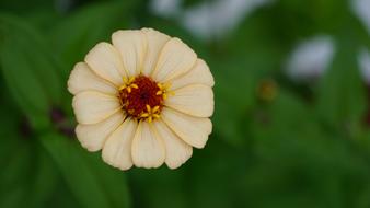 nice Flower Nature Plant