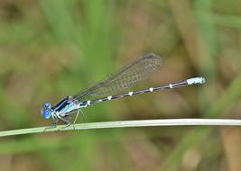 Damselfly Familiar blue