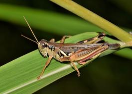 brown Grasshopper close-up on blurred background