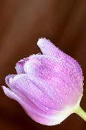Artistic pink flower