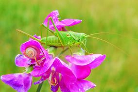 female grasshopper on pink flowers