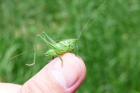green Insect finger