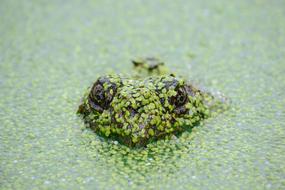 green duckweed on Turtle head