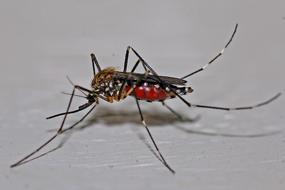 red mosquito on white surface