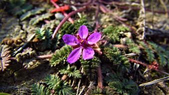 purple flower in the forest close up