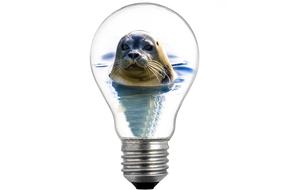 bulb light and sealion icon