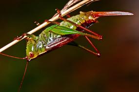 Grasshopper Insect Macro photo