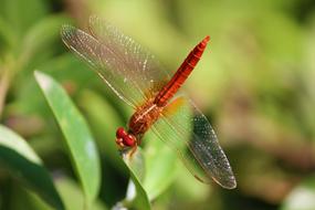 Dragonfly Arthropoda