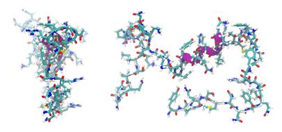 peptide molecule of adrenomedullin