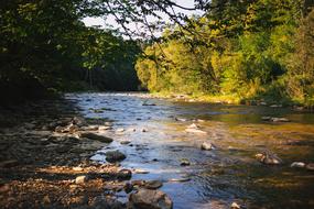 Nature river forest, bieszczady