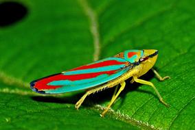 colorful grasshopper on green leaf close up