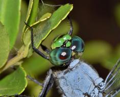 Dragonfly face
