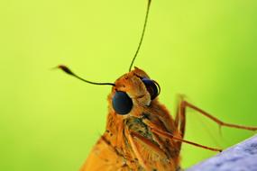 macro photo of orange insect on green background