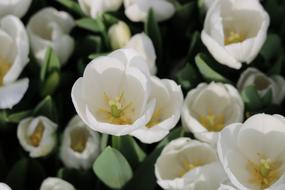 Flower Nature white green