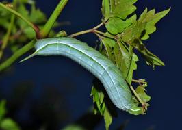 Caterpillar Larvae Banded