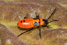 red Large Milkweed Bug