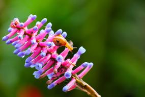 charming Flowers Forest